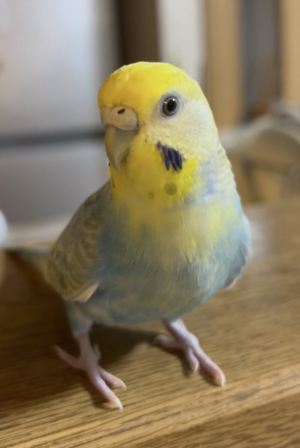 きのこ