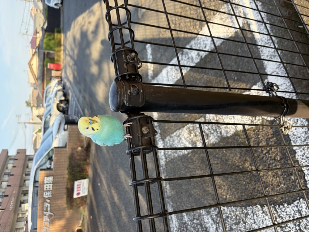 ちゅんぱぴ