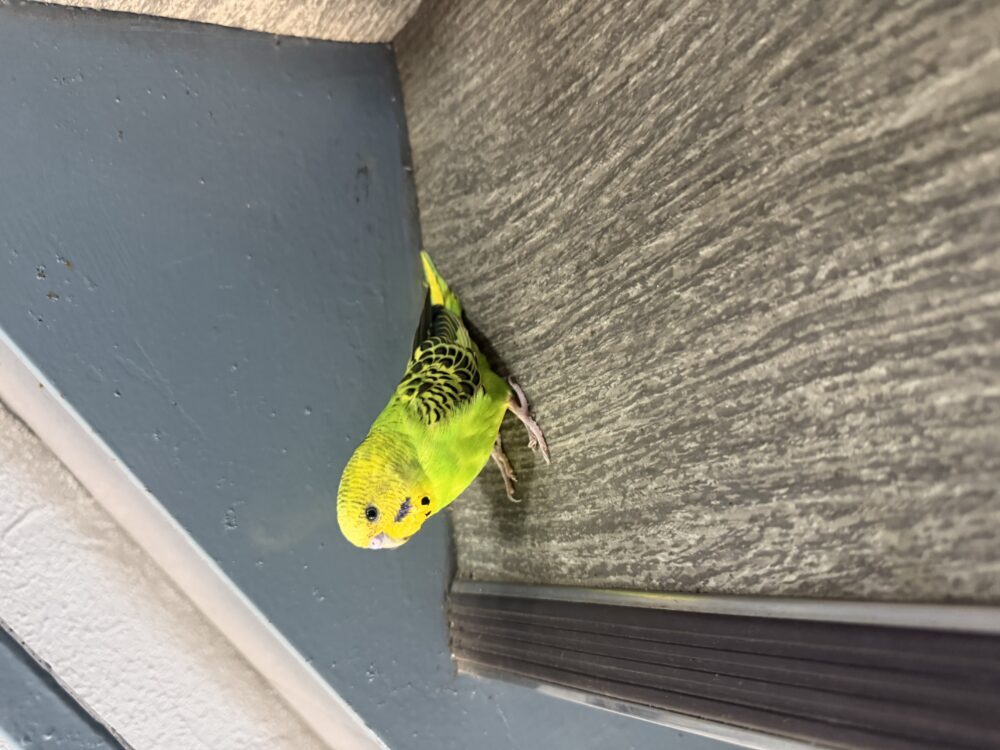 さとう