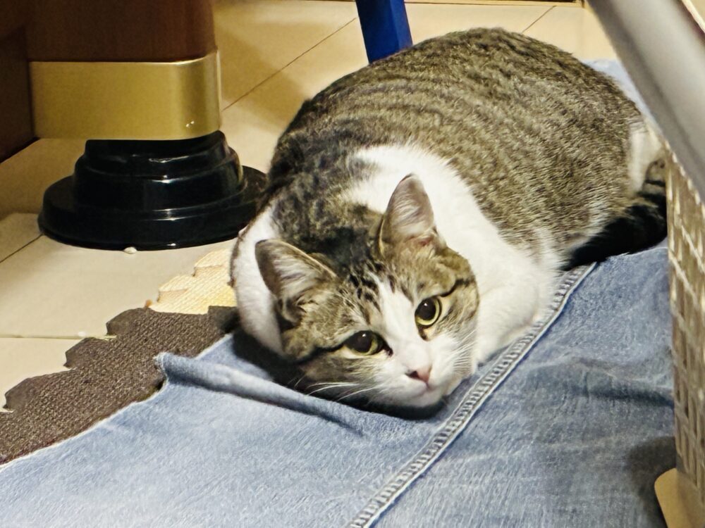 飼い主の親戚
