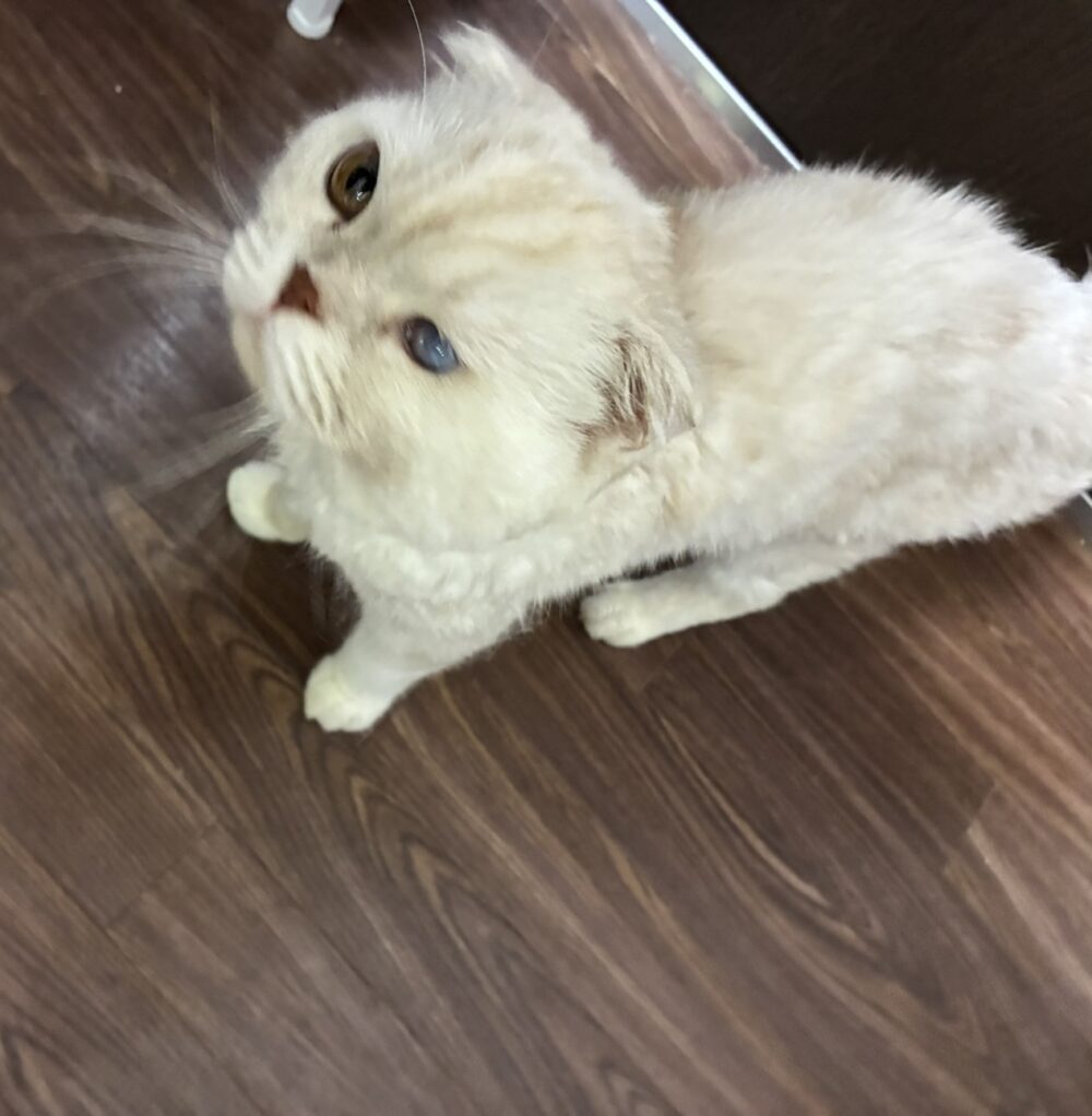 じーじ