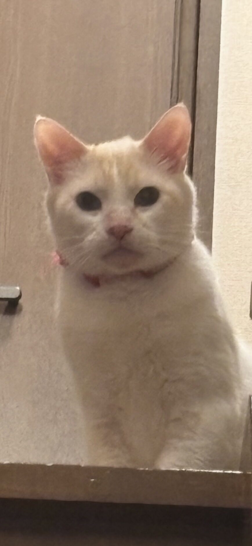 チヅル