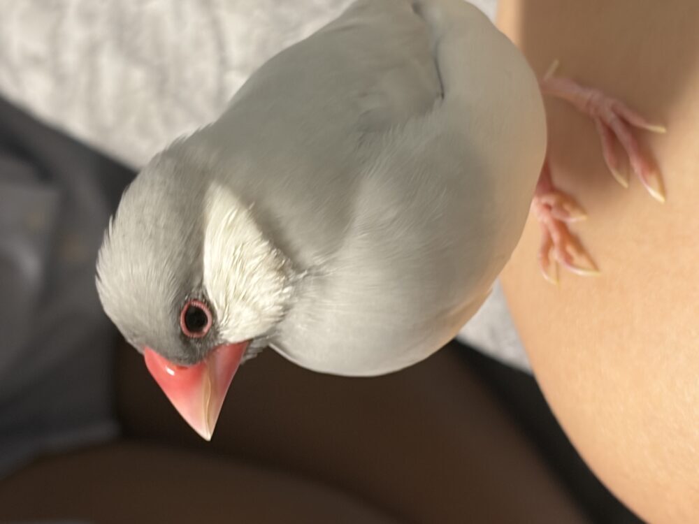 りー