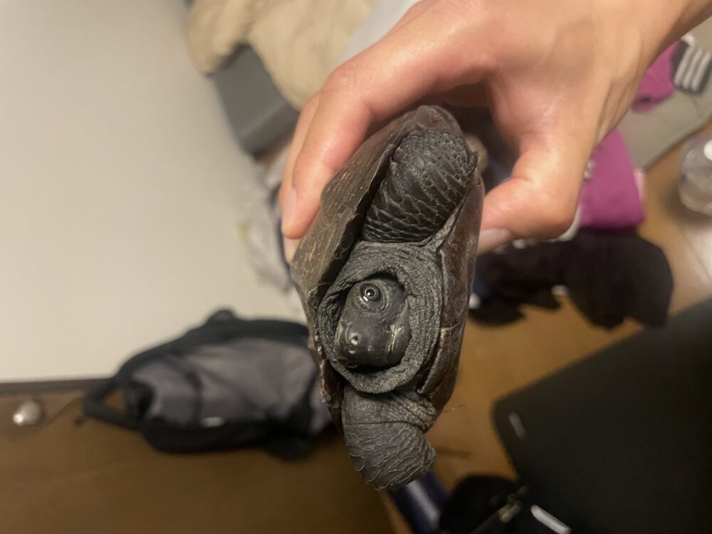 ワダ