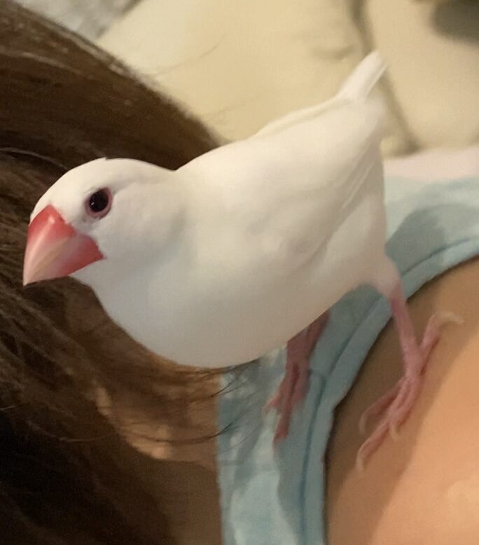 ぎんとき