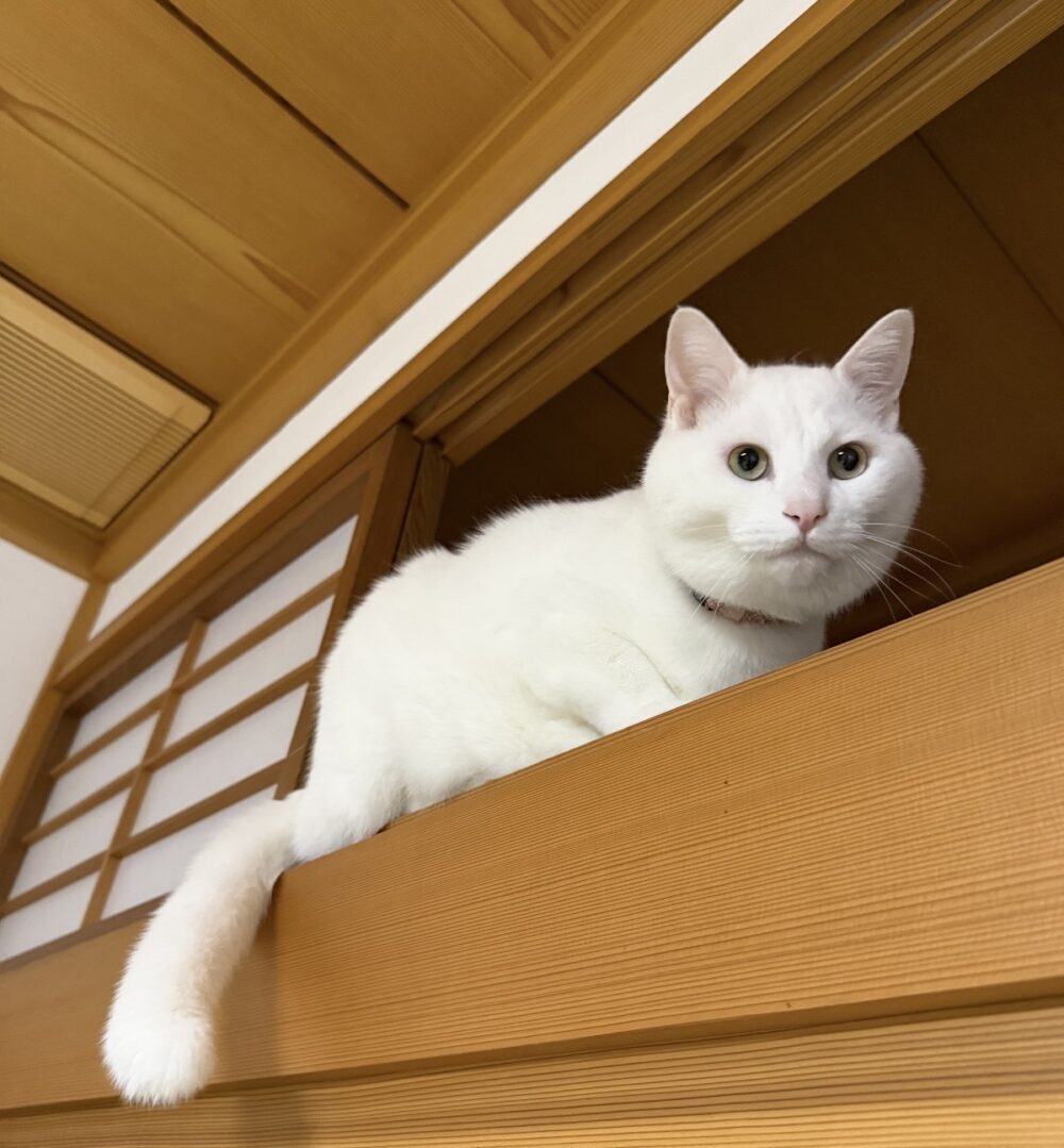けろ