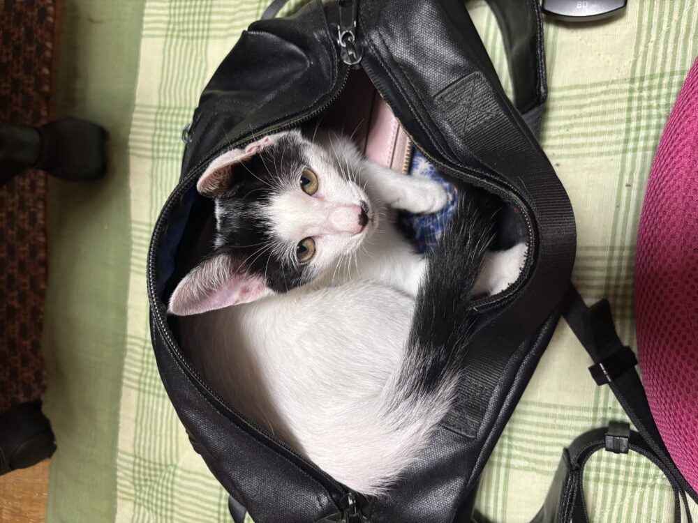 さとう