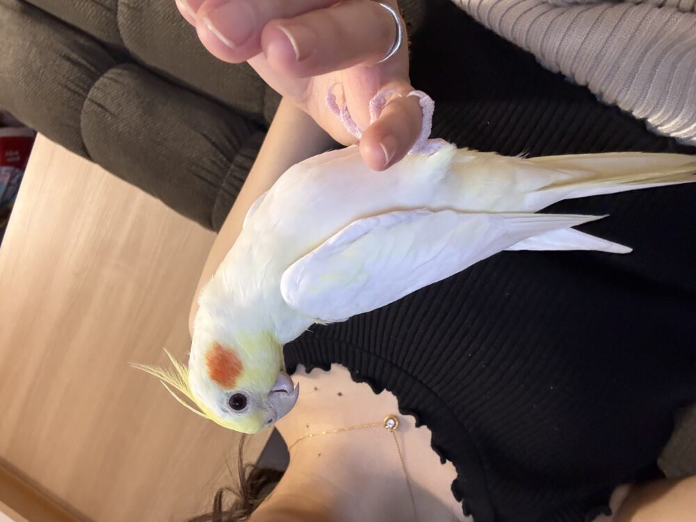 りさ