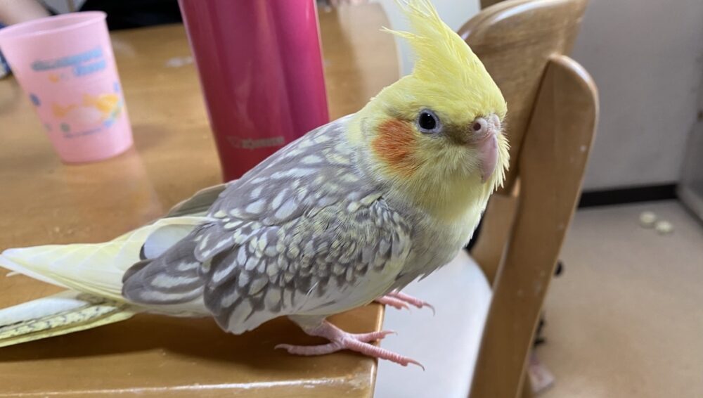 おくら