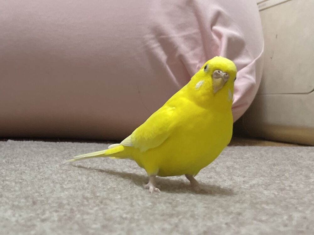 くろ