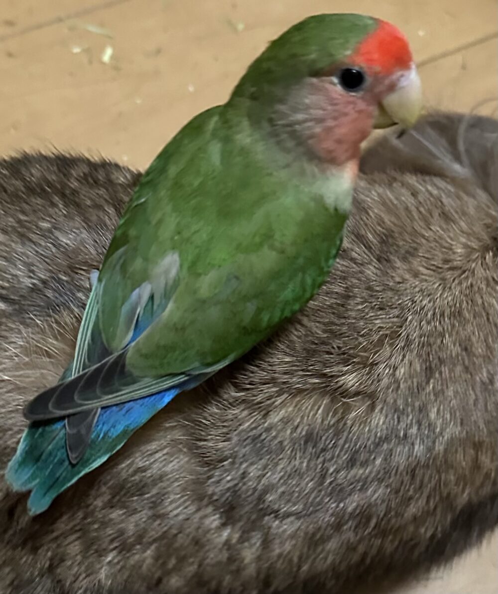ゆき