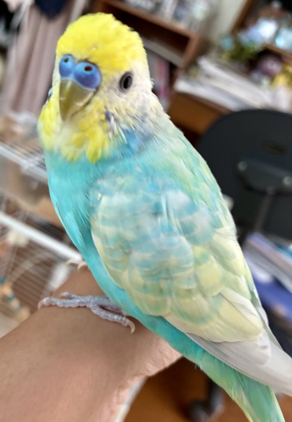 むぎ