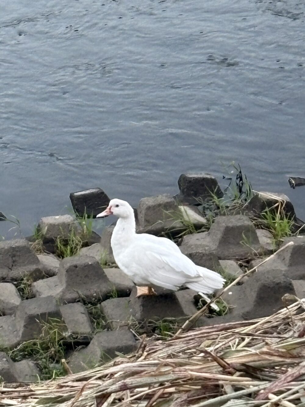 はるな