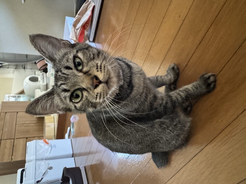 ぶーちび