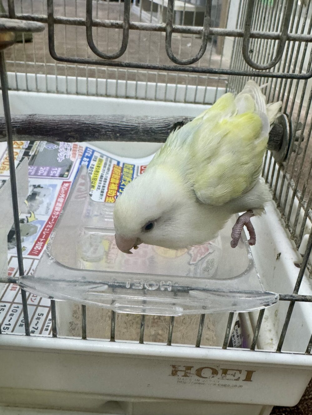 おつまみ