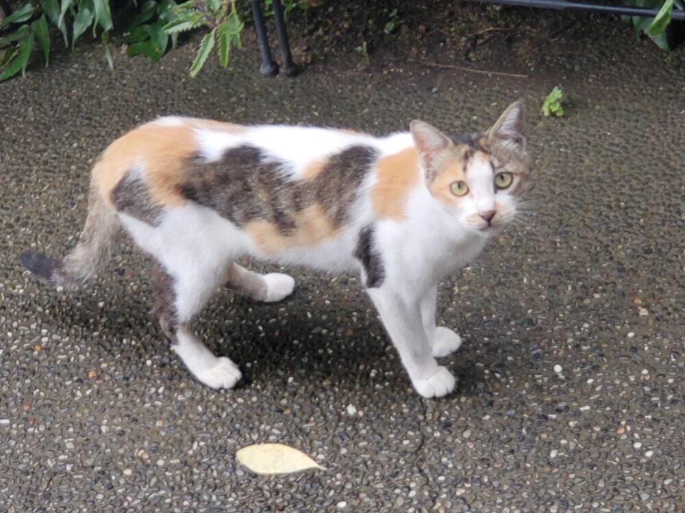 さち