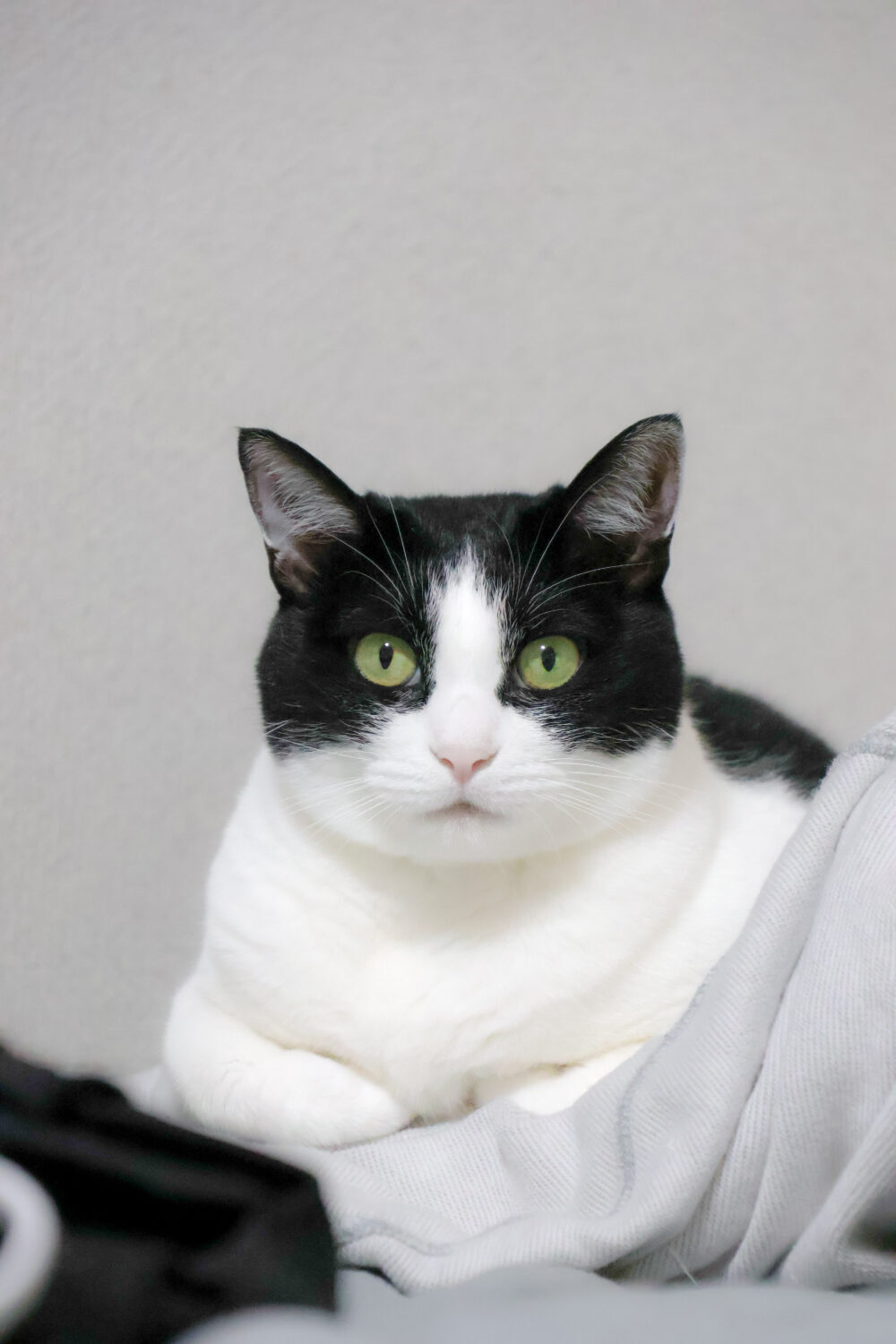 ぶち