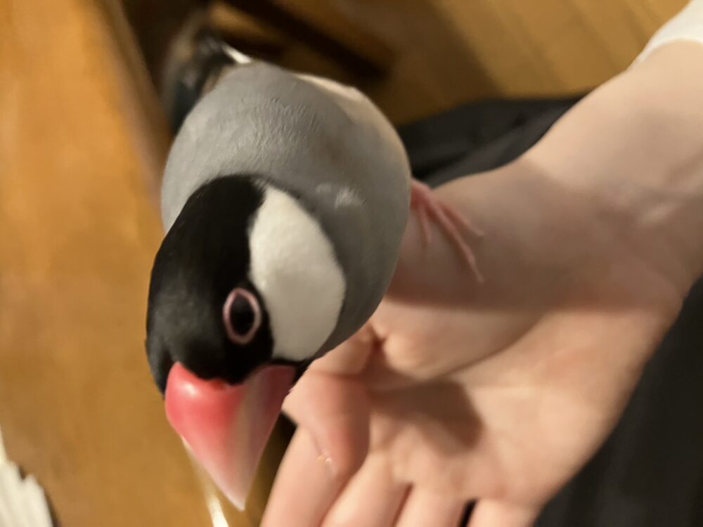 かか