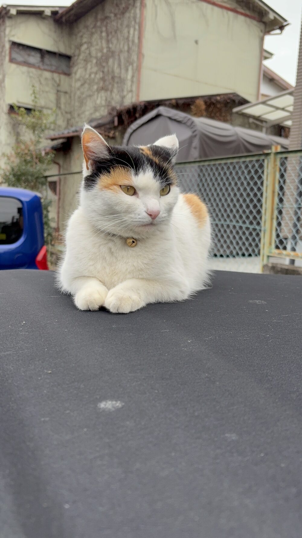 のーまる