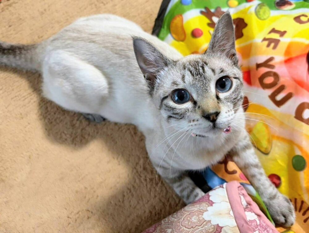 すの