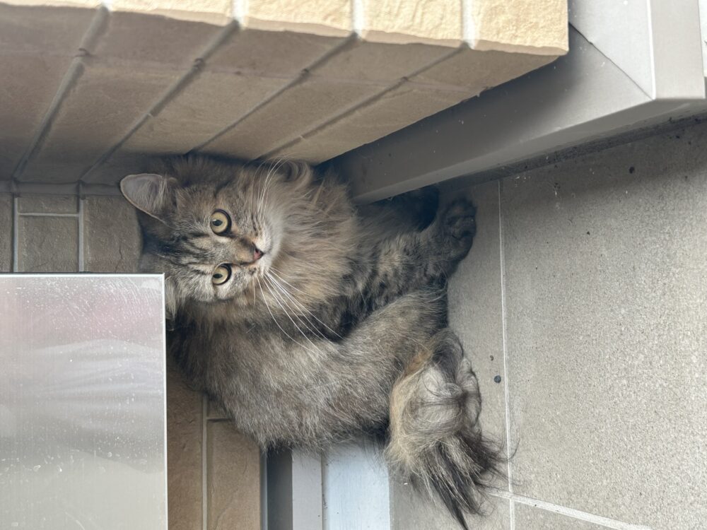 ささき