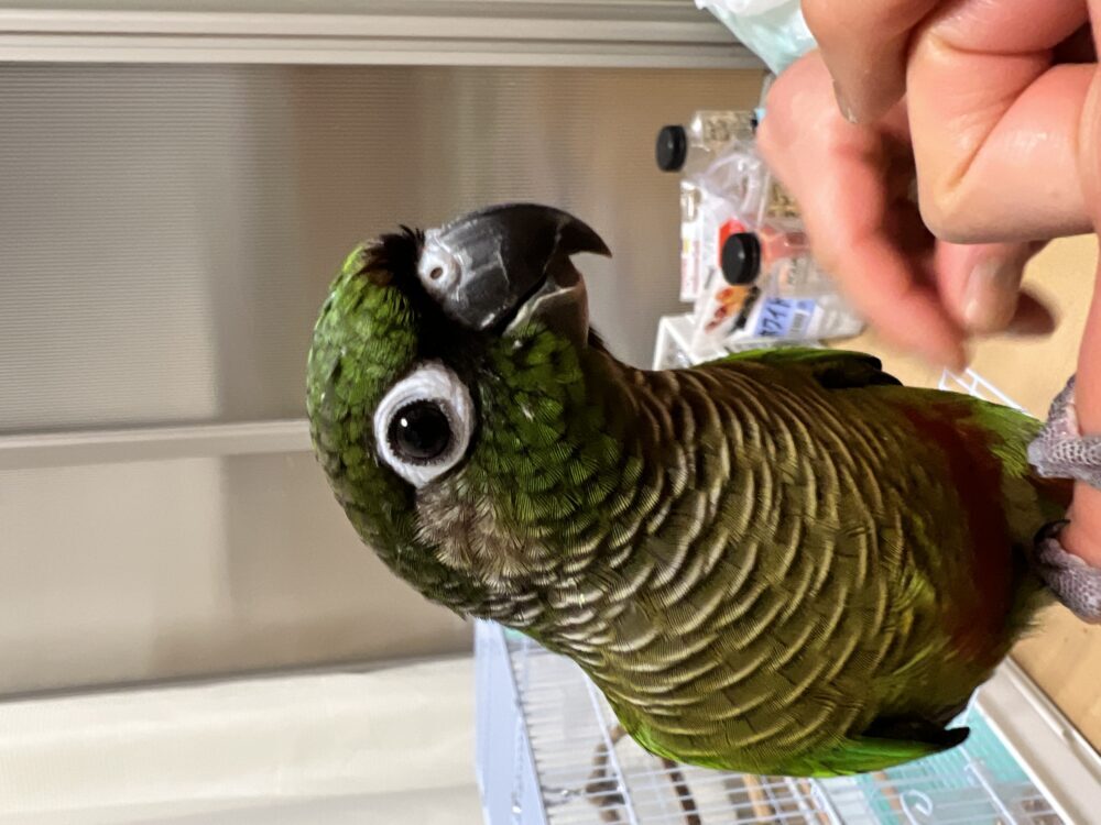 けんじ
