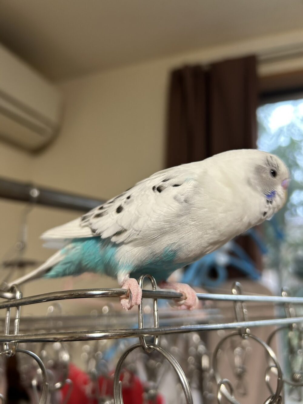 ポトス