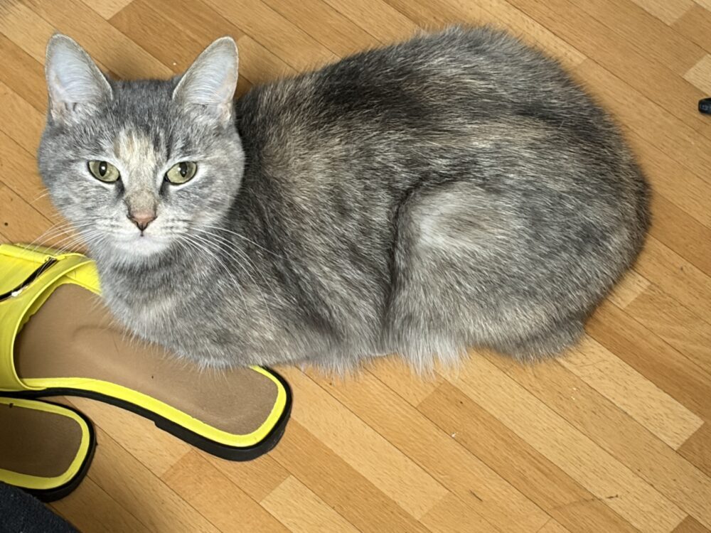 みー