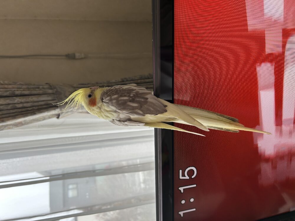 グーフィー