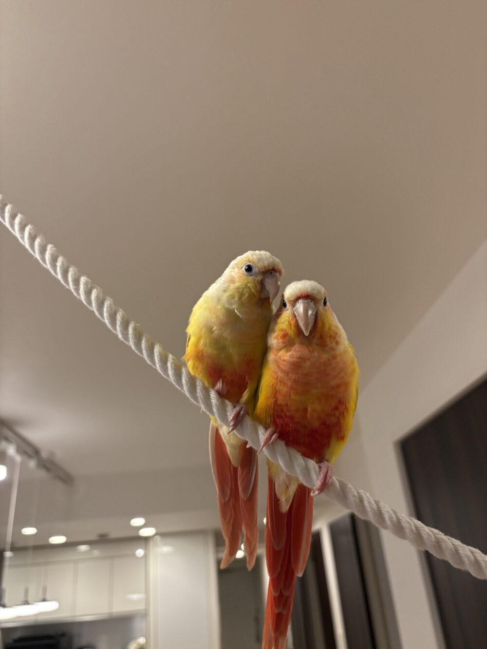 パンパン