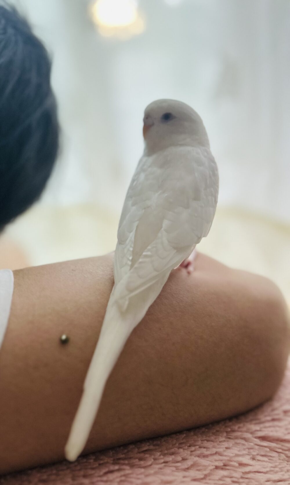 モコ