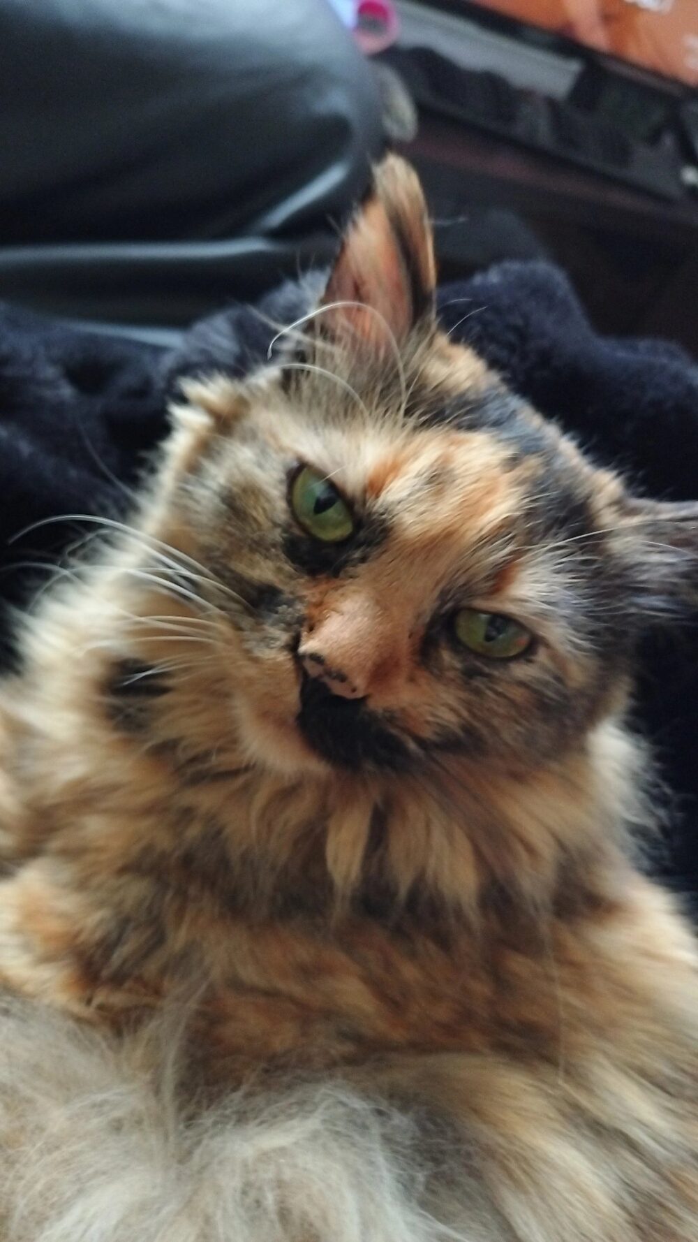 ニシ