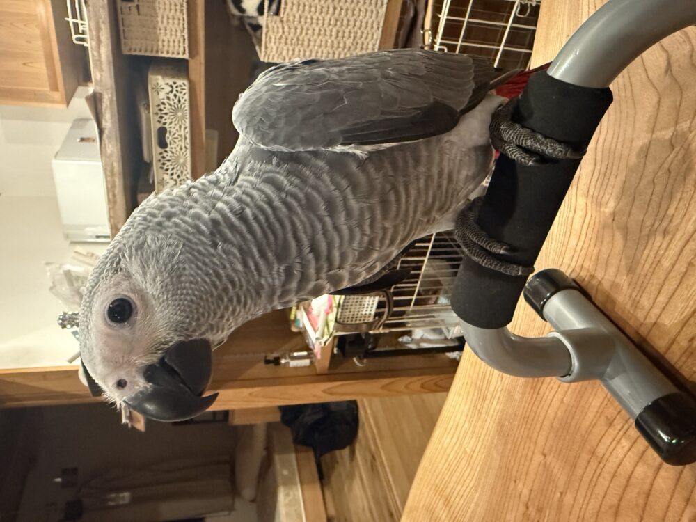 まりな