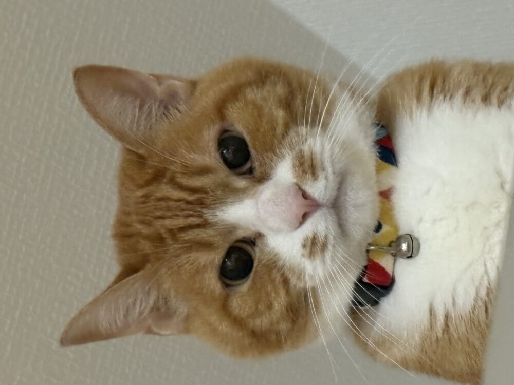 さやん