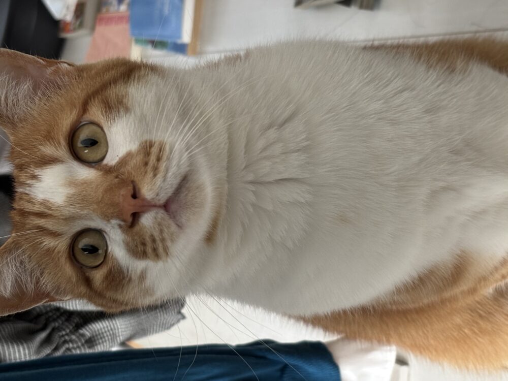 けやき
