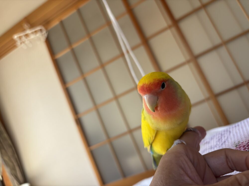 ゆっきー