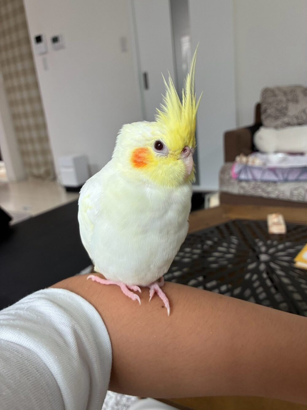 おかゆ