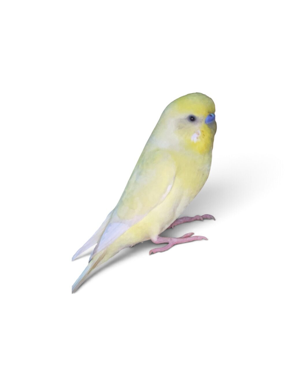 みみ