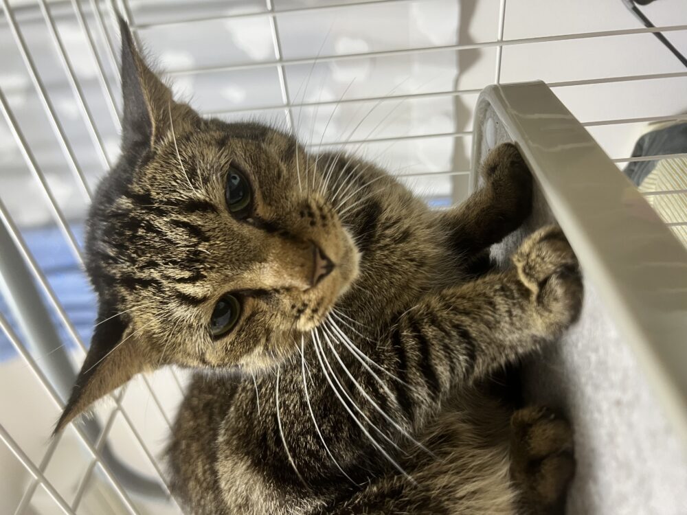 つくねぎ