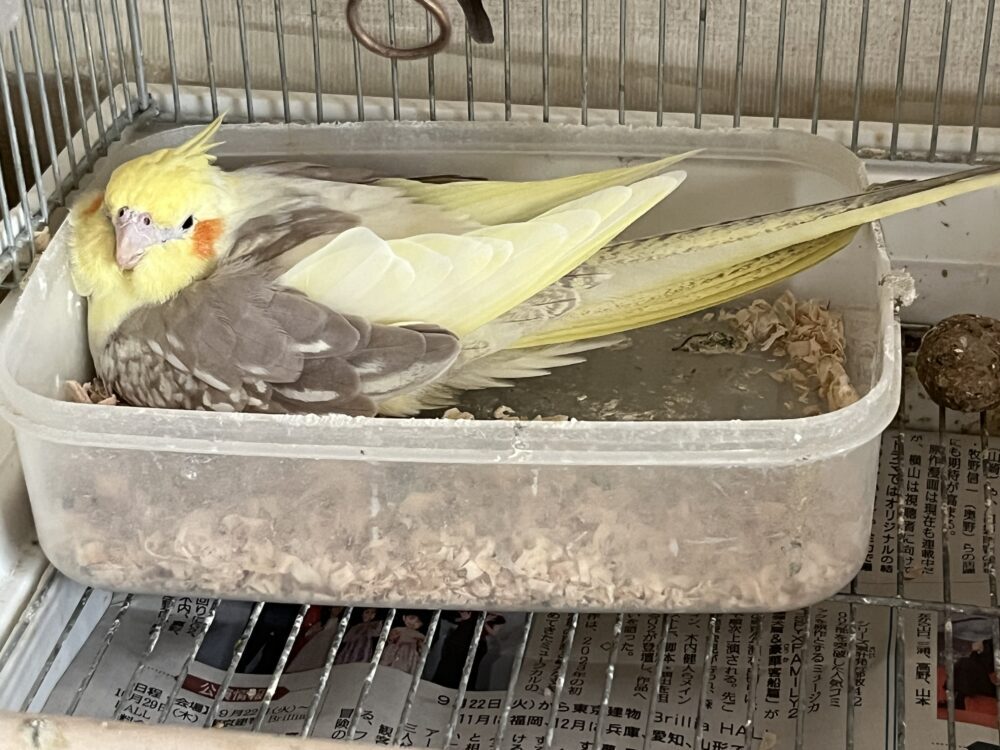 くぅ