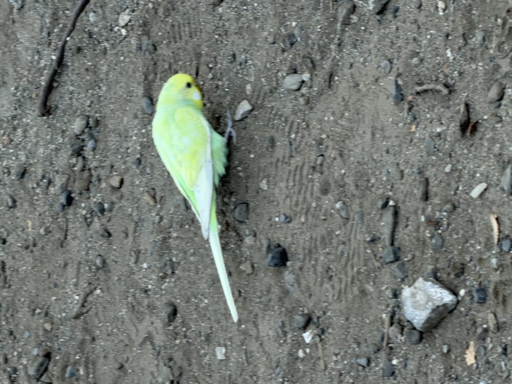 もちワッフル