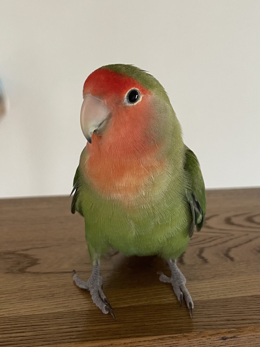 吉田