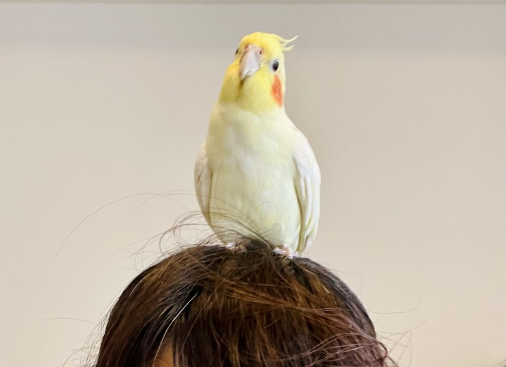 メル
