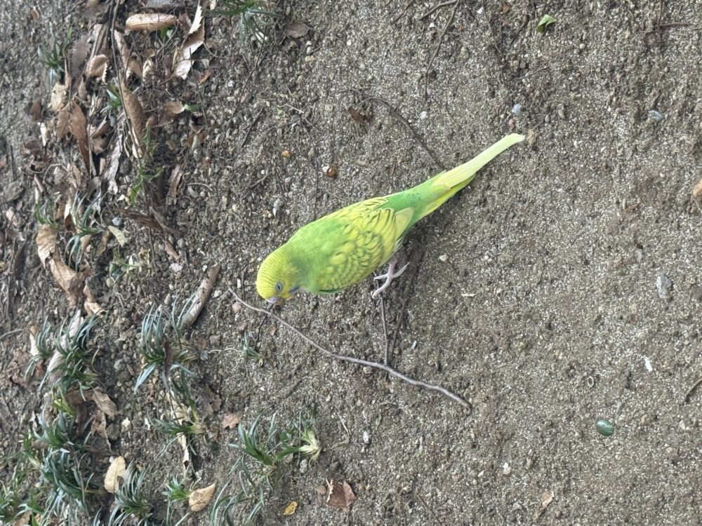 みー