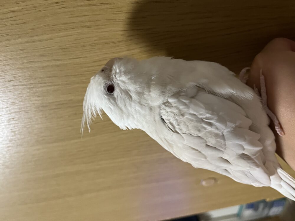 みっちー