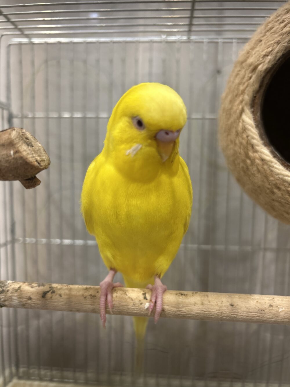 ゆかぴー