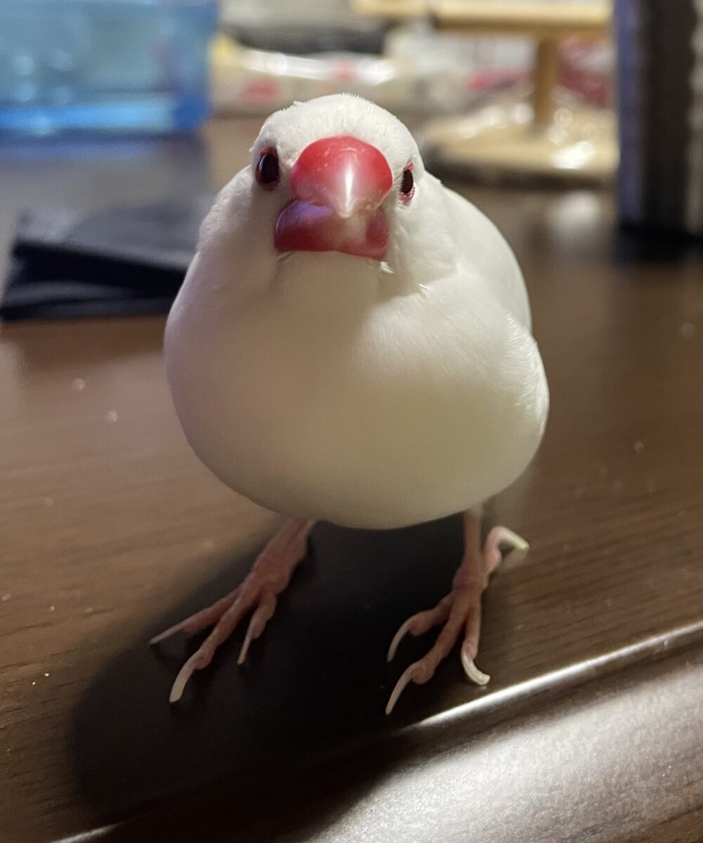 きつね
