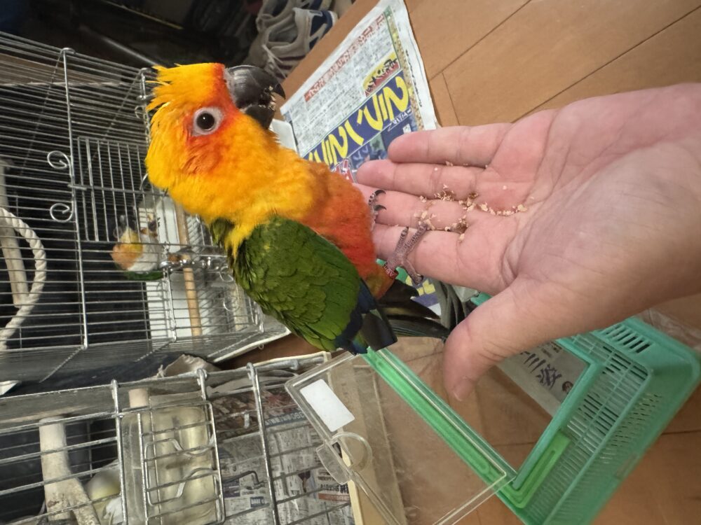 サーシャ