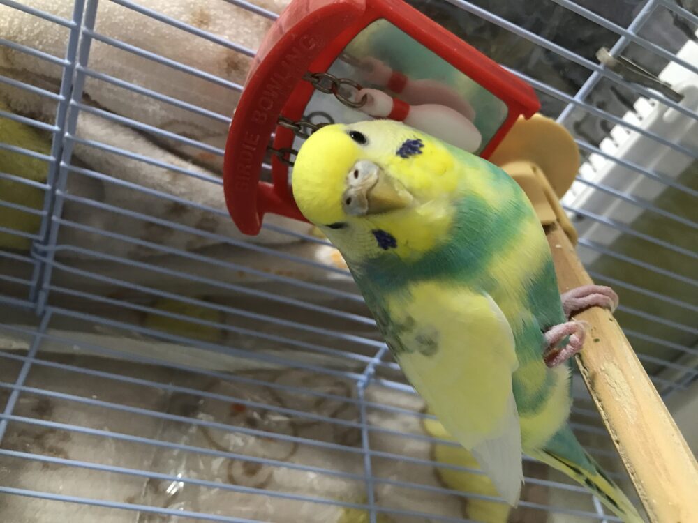 かお