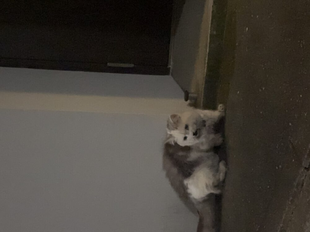 むぎとろ